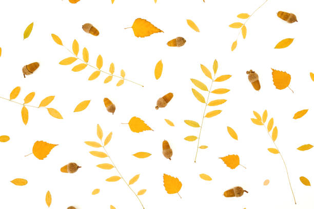 istock Autumnal pattern with fall leaves on white background. Flat lay, top view. Thanksgiving day. 1348099162