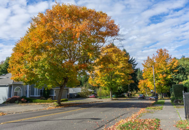 istock Fall Burien Street 8 1348099454