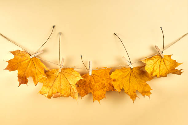 istock Clothespins on a rope hold dry maple leaves against a beige background. 1348100866
