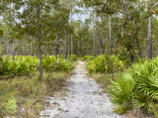 Hiking trail in pine flatwoods stock photo