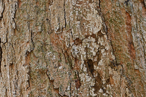 Sugar maple bark study, taken in Connecticut