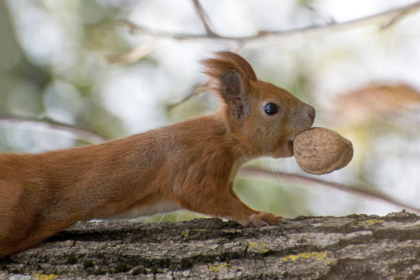 istock A ginger squirrel with a nut in its teeth runs along a tree in the forest. 1348104652
