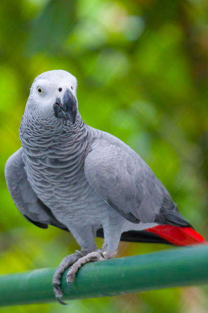 灰色のオウム - african grey parrot ストックフォトと画像
