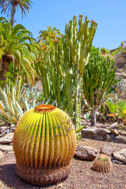 istock Garden of cacti 1348106895