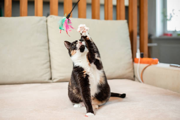 katzenjagd auf spielzeugmaus, spielt mit person. eine katze auf dem sofa, innenfoto. kätzchen im zimmer, interieur zu hause. häusliches leben des tieres. - fun mouse animal looking stock-fotos und bilder