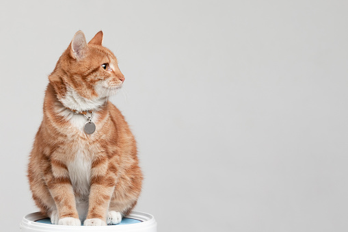 Animal portrait of ginger cat at the studio with white isolated background. Concept photography with copy space, domestic kitty is sitting and relaxing.
