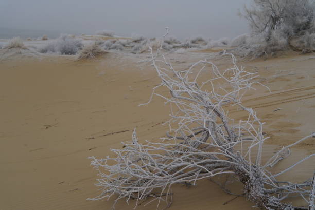 istock Winter desert hoarfrost on camel thorns 1348107152
