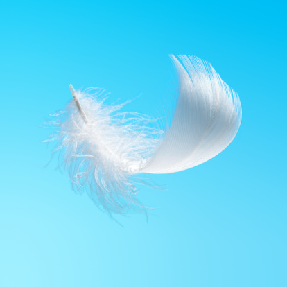 Single white bird feather over blue background