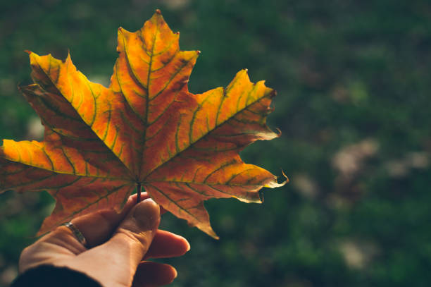 istock Hand holding red yellow maple leaf on dark background, copy space 1348108731