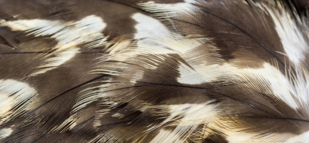 istock hawk feathers with visible detail. background or texture 1348108904