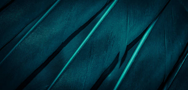istock blue hawk feathers with visible detail. background or texture 1348108920