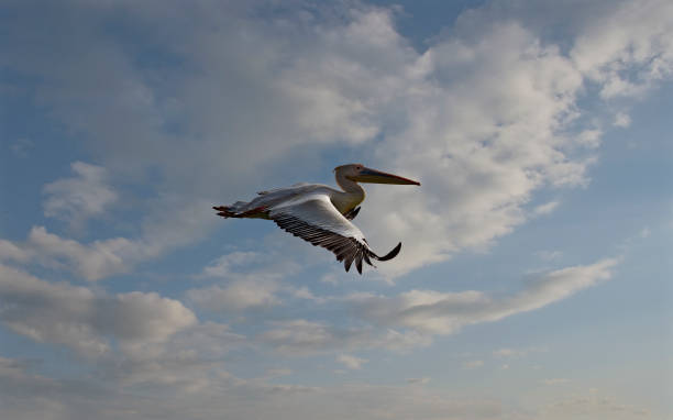 istock Graceful flight of a pelican 1348110053