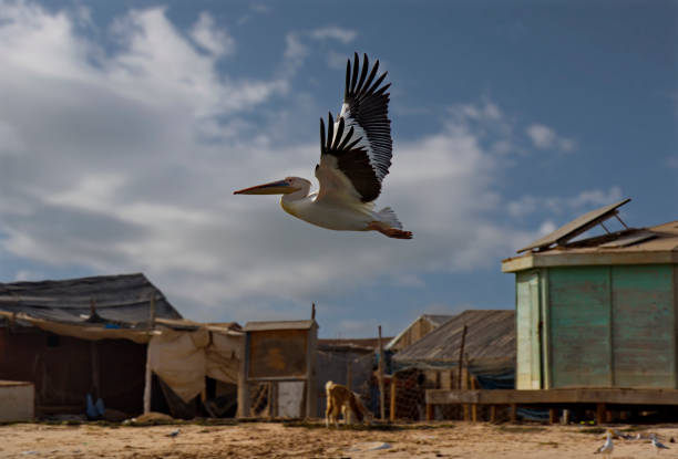 West Africa. Mauritania. Bank National Park on the Atlantic Ocean coast. Pelican flying along the sandy shore.