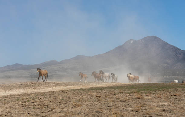 istock Herd of Wild Horses in Utah 1348110131