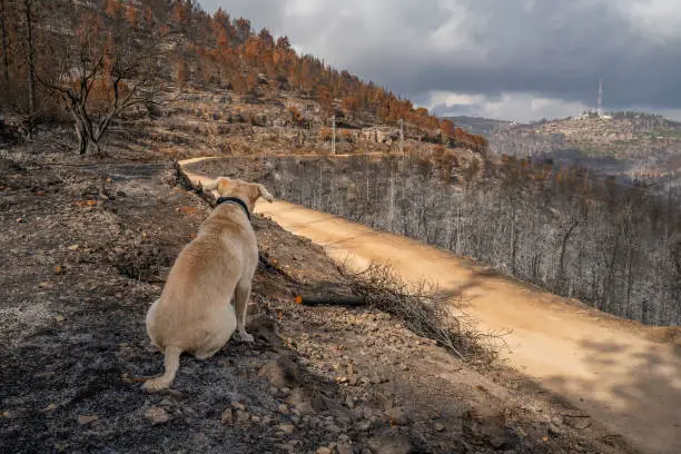 A dog looking at a forest burnt by wildfire in the Judea mountains, near Jerusalem, Israel.