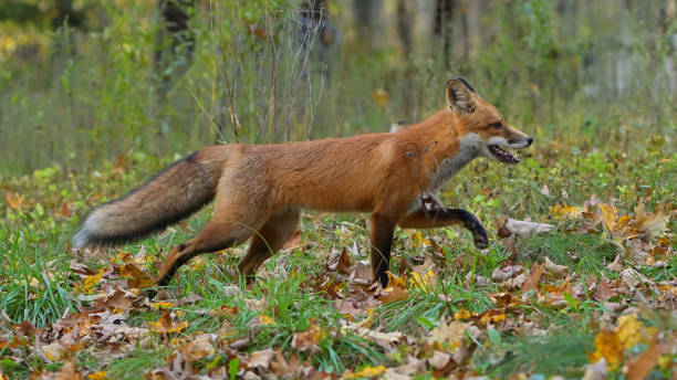 Red fox with paw in the air crossing fall meadow Red fox with paw in the air crossing fall meadow in Connecticut red fox tail stock pictures, royalty-free photos & images