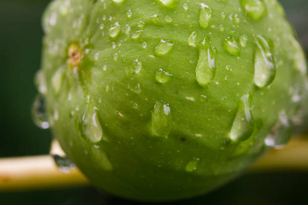 Macro shot of fresh green fig on a tree, covered in rain drops