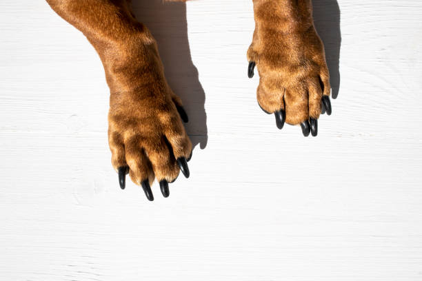 dog paws on a white wooden background. top view, close-up. - dog dachshund pets close up imagens e fotografias de stock