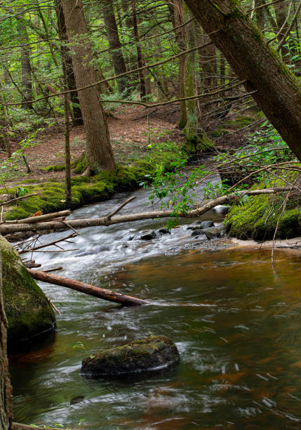 istock a small stream traveling through the wilderness 1348117009