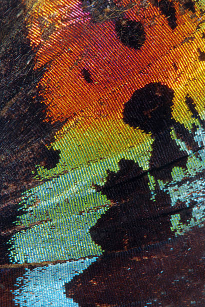 istock Close-up of colorful butterfly wing 134811710
