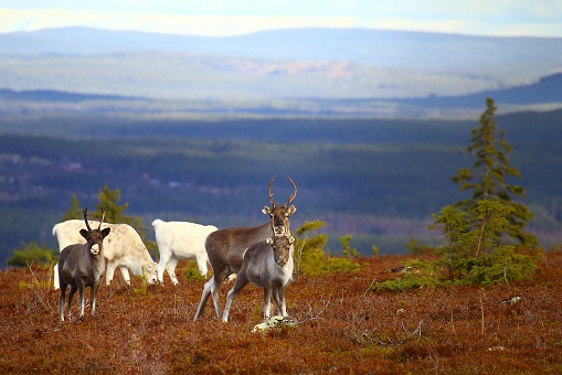 Cute reindeer in Swedish lapland mountain region.