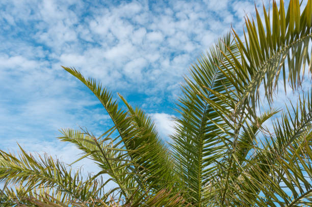 istock Palm branches close up on a blue sky background 1348119146