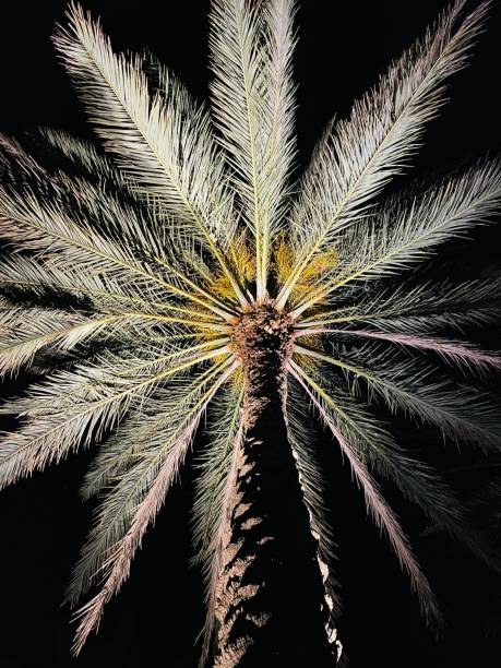 istock Palm tree at night, Bahamas 1348119185