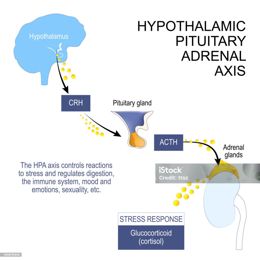 hypothalamic pituitary adrenal axis hypothalamic pituitary adrenal axis. HPA axis controls reactions to stress and regulates digestion, the immune system, mood and emotions, sexuality, etc. hormones of Hypothalamus, pituitary and adrenal gland. Vector poster Suprarenal Gland stock vector