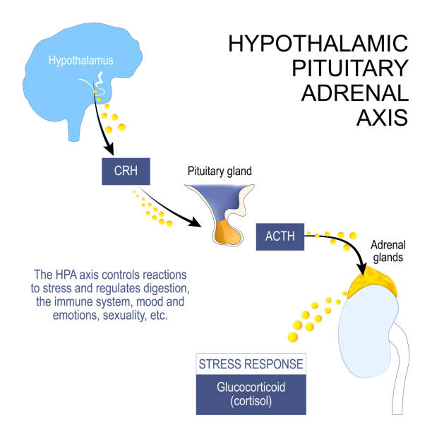 hypothalamic pituitary adrenal axis hypothalamic pituitary adrenal axis. HPA axis controls reactions to stress and regulates digestion, the immune system, mood and emotions, sexuality, etc. hormones of Hypothalamus, pituitary and adrenal gland. Vector poster thalamus illustrations stock illustrations