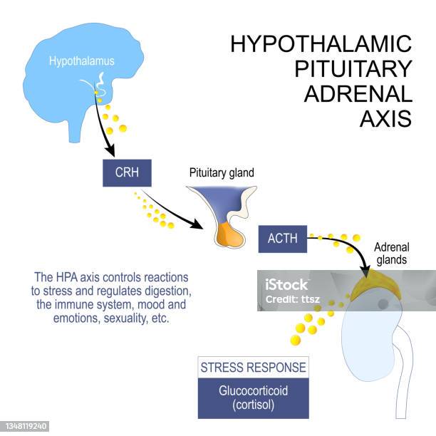 Hypothalamic Pituitary Adrenal Axis Stock Illustration - Download Image Now - Suprarenal Gland, Hypothalamus, Emotional Stress