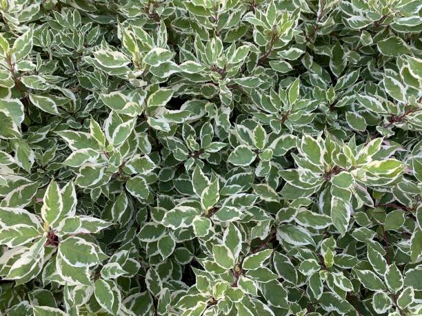 istock Green and white plant 1348119248