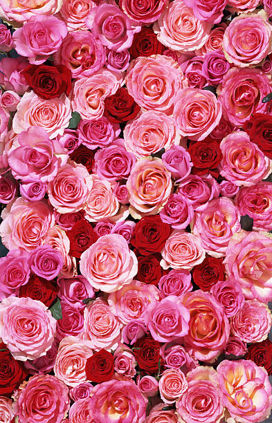 bed of roses xxlarge - pink flowers stockfoto's en -beelden