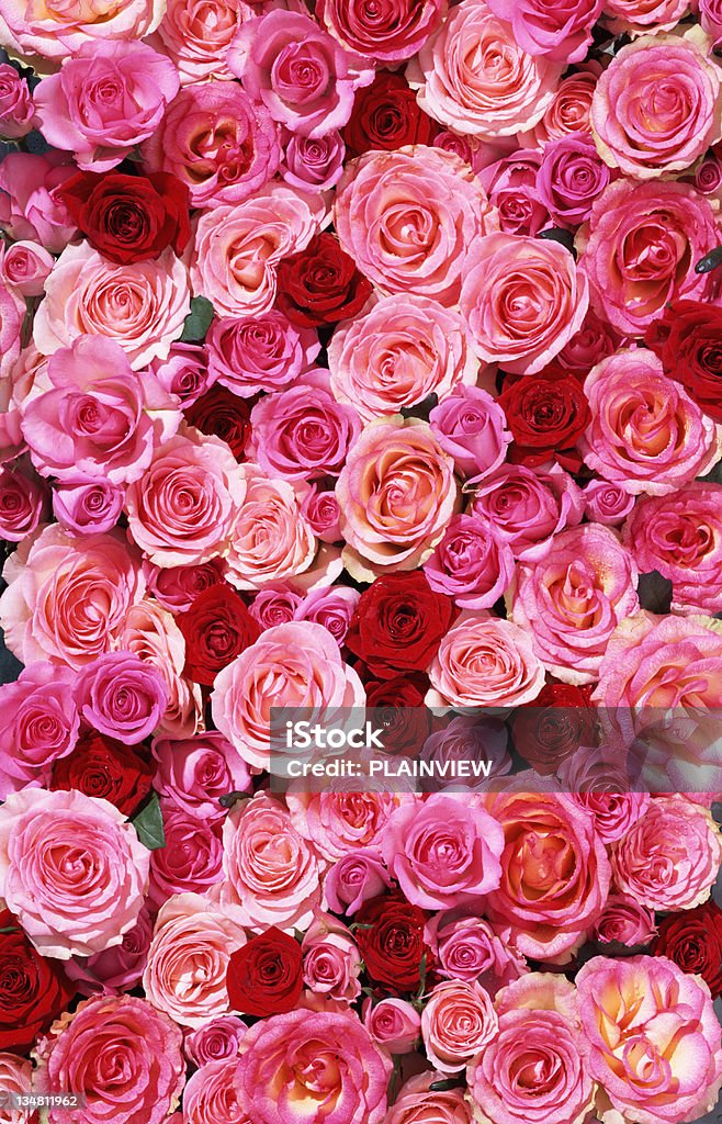 Bed Of Roses Xxlarge Stock Photo - Download Image Now - Rose - Flower,  Flower, Backgrounds - iStock