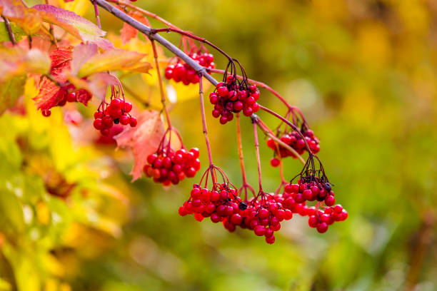 istock Red viburnum berries on a tree in autumn 1348121390