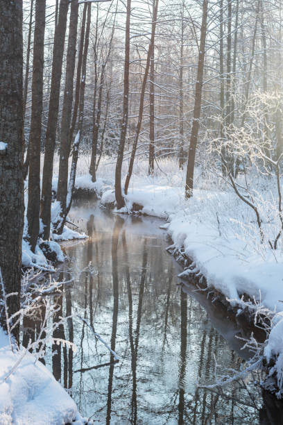 はがきとして冬林の雪の木と凍結�されていない流れ - unfrozen ストックフォトと画像