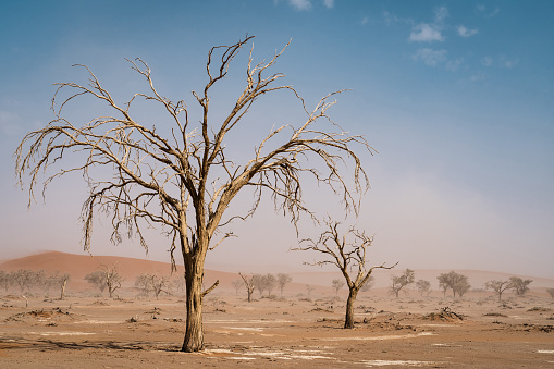 Dead camelthorn trees near Sossusvlei in the Namib Desert, Namibia, Africa.