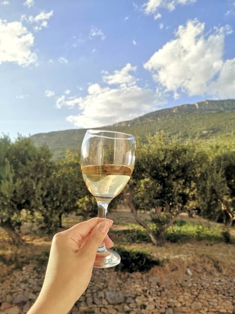istock Vineyard and glass of white wine tasting 1348124520