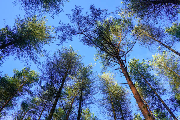 istock Looking up are pine tree canopy with a blue sky background 1348125031