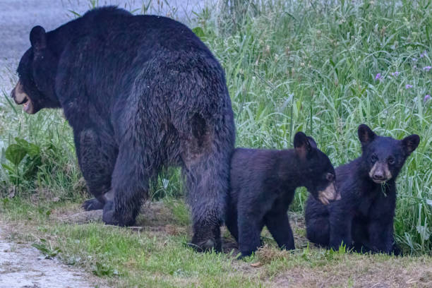 istock adult black bear and two black bear cubs in a forest 1348125585