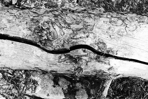 abstract background a fallen dry tree branch cracked in half. monochrome photo
