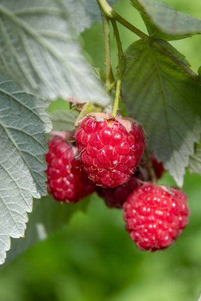 istock ripe raspberries on a branch 1348125870