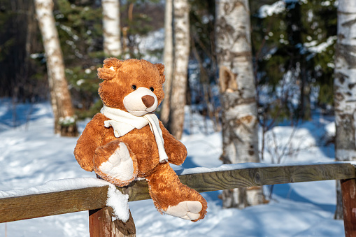 Brown soft teddy bear in white knitted scarf sitting alone on cold snowy wooden fence against blurred magical winter forest at sunlight