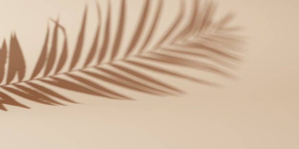 istock Beautiful tropical palm leaf shadow isolated on beige 3d rendering background 1348126682