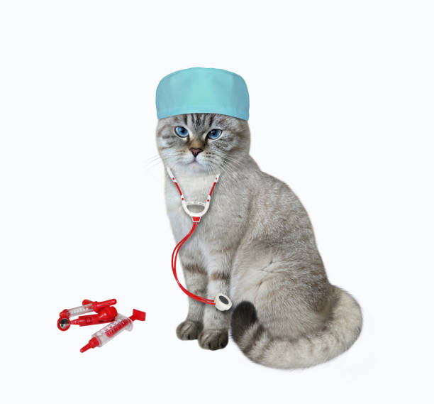 médico de gato ashen em estetoscópio - ashen - fotografias e filmes do acervo