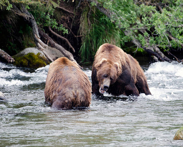 istock Two large Alaskan brown bears fighting in the water 134812841