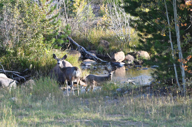 Mule Deer by Stream Mule deer fawn and doe standing by rocky stream. aspen tree grove tree stand stock pictures, royalty-free photos & images