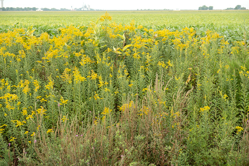 A large group of wild Goldenrod plants growing beside a field.