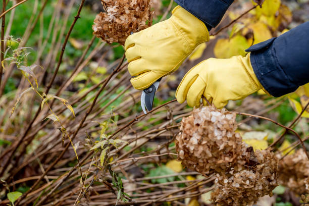 istock Bush hydrangea cutting or trimming with secateur in the garden 1348129976