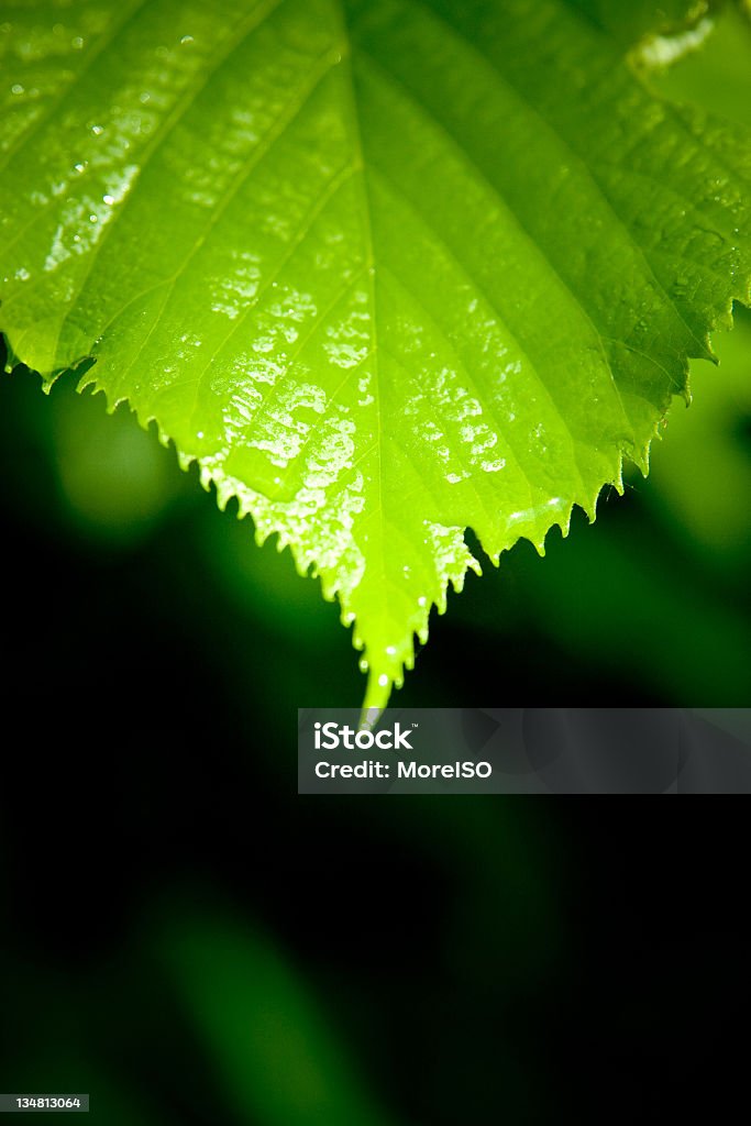 Wet leaf - Lizenzfrei Pflanze Stock-Foto