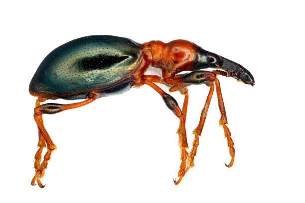 sweetpotato (or sweet potato) weevil, cylas formicarius isolated on a white background. male beetle from side. - formicarius imagens e fotografias de stock